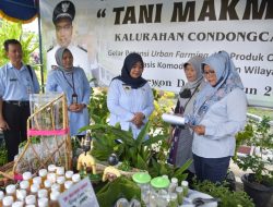 Pemkab Sleman Dorong KWT dan Petani Milenial Kembangkan Urban Farming