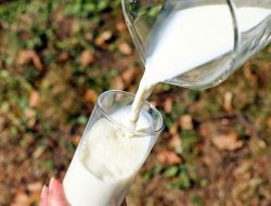 Daftar Kandungan Susu Sapi yang Bantu Kinerja Otak