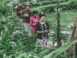 Education Tourism: Lereng Merapi, 50 GM Hotel Diajak Trekking dan Naik Pedati