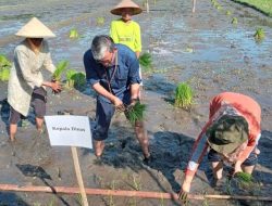 Dinas Pertanian Sleman Giatkan Gerakan Percepatan Tanam Padi