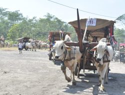 Karang Taruna BAMUGA Menggelar Festival Gerobak Sapi, Wabup Sleman Berharap Dapat Dukung Pariwisata