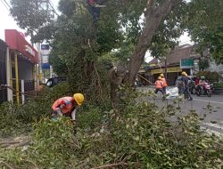 Antisipasi Gangguan Listrik, PLN Jogja Lakukan Rabas-rabas Pohon