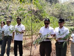 50 Ribu Tanaman Sumber Biomassa Inisiasi PLN Sukses Bantu Peternak di Gunungkidul