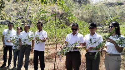 50 Ribu Tanaman Sumber Biomassa Inisiasi PLN Sukses Bantu Peternak di Gunungkidul