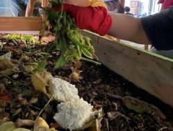 Ikut Atasi Sampah, Mahasiswa KKN ITY Budidayakan Maggot di Bantul 