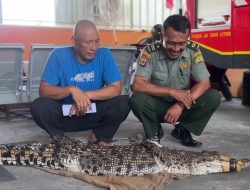 Akhirnya Diserahkan Ke BKSDA Jogja, Buaya Muara yang Bikin Heboh Warga