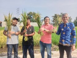 Fakultas Pertanian UPY Budidayakan Padi  Lewat Inovasi Sistem Salibu