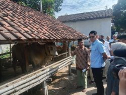Memastikan Persediaan Hewan Kurban, Wakil Bupati dan Tim TPID Sleman Lakukan Pemantauan di Pasar Hewan dan Peternak