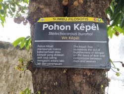 Semakin Langka, Vegetasi Sumbu Filosofi yang Penuh Makna bagi Orang Jawa