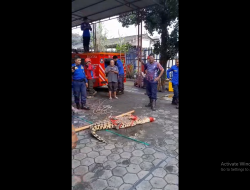 Warga Bener Geger, Buaya Piaraan Lepas dari Kandang