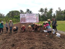 Menggelar Adat Jawa Wiwitan, Yayasan Taman Pelita Kasih Mengawali Penanaman Perdana Talas Pratama