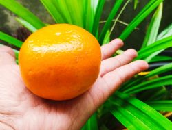 Fakta Menarik, Jeruk Mandarin Simbol Keberuntungan dalam Perayaan Tahun Baru Imlek