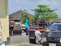 Musim Kemarau Segera Datang, Pemerintah Yakin Antraks di Gunungkidul Akan Menghilang