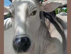 Sapi Anom Milik Warga Bantul Terpilih Jadi Hewan Kurban Presiden RI, Kondisinya Begini