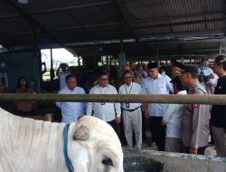 Stok Hewan Kurban Aman di Kabupaten Sleman