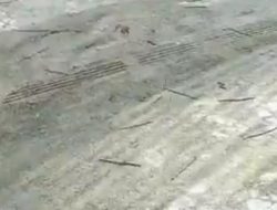 Viral Video Cacing-Cacing Muncul dari Tanah di Bantul: Menurut BMKG, Tak Terkait Gempa