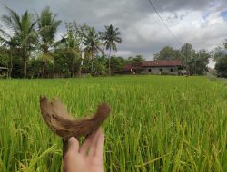 Kearifan Lokal: Cara Petani Putat Mengusir Burung Pengganggu, Unik!