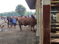 Hewan Ternak dari Girisubo dan Rongkop Akhirnya Boleh Dijual ke Luar Wilayah usai Larangan karena Antraks