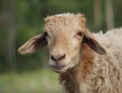 Harga Kambing Kurban 2025 Wilayah Jogja, Cek Daftarnya Sebelum Membeli