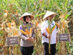 Indonesia Surplus Jagung Pakan, Kementan Pastikan Ekspor Dimulai dan Impor Dihentikan