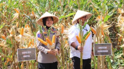 Indonesia Surplus Jagung Pakan, Kementan Pastikan Ekspor Dimulai dan Impor Dihentikan
