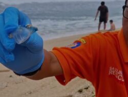 Waspada! Musim Migrasi Ubur-Ubur Mulai Terjadi di Pantai Gunungkidul, Anak-anak Jadi Korban Sengatan
