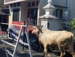 Warga Kampung Suryoputran Gempar, Lembu Kurban Lepas Masuk Rumah Warga