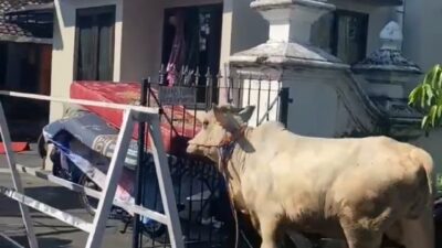 Warga Kampung Suryoputran Gempar, Lembu Kurban Lepas Masuk Rumah Warga
