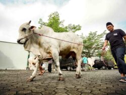 Bantuan Sapi Kurban Presiden Prabowo, Masjid Taqwa Wonokromo Siap Distribusikan ke Dua Padukuhan dan Panti Asuhan