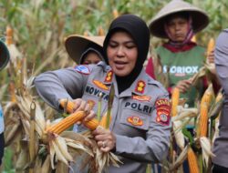 Diteror Monyet Ekor Panjang, Petani dan Polres Bantul Tetap Panen Raya Jagung di Pundong