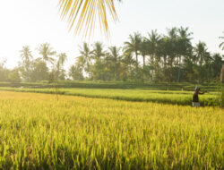 Petani Sleman Panen Padi Organik Sembada Merah Tertinggi se-Indonesia, Capai 7 Ton per Hektare