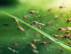 Angka Malaria di Bukit Menoreh Pernah 100 Ribu Kasus, Kini Masuki Tahap Penilaian Eliminasi