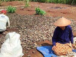 Duka Petani Gunungkidul, Harga Ketela Anjlok hingga Rp 500 saat Panen Raya
