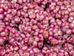 Kerja Sama Bantul dan Lampung Timur, Siap Kirim Bawang Merah Mulai September