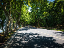 Musim Hujan Tiba, 5 Persen Pohon di Kota Yogyakarta Rawan Tumbang