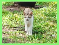 Pemkot Yogya Gencarkan Vaksinasi Rabies Gratis, Sebagian Besar Hewan Piaraan Kucing 1.122 Ekor