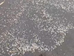Fenomena Biota Laut Mirip Udang Hebohkan Pantai Baru Bantul, Dinas Kelautan Imbau Warga Tak Konsumsi