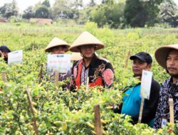 Manfaatkan BKK Dana Keistimewaan DIY, Masyarakat Banyurejo Panen Cabai dan Semangka