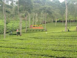 Kebun Teh Panama yang Mempesona di Wonosobo
