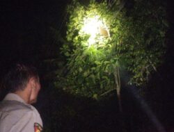 Sarang Tawon Jatuh Diterpa Angin, Nenek di Bantul jadi Korban Sengatan Mematikan