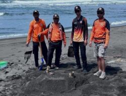 Bangkai Penyu Lekang Terdampar di Pantai Labuhan Glagah, Petugas Lakukan Pemeriksaan dan Kubur Bangkai