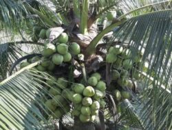 Dukung Hilirisasi Perkebunan Nasional, Pemkab Bantul Tanam Kelapa Genjah Pandan Wangi