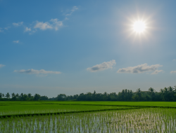 Hujan Menghilang di Musim Penghujan, Suhu Panas Melanda DIY, Dinas Pertanian Pastikan Sawah Tadah Hujan Tetap Aman