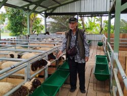 Tingginya Permintaan Daging Domba di Jogja, Peternakan Domba Menjadi Peluang Bisnis yang Menjanjikan