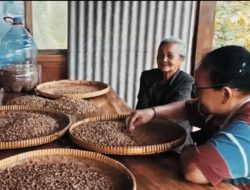 Ada Kopi Londo di Bukit Menoreh, Jenis Kopi yang Ditanam Pertama Kali oleh Kolonial di Indonesia