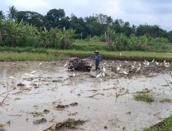 Pembajak Sawah yang Setia Memahami Kebutuhan Kuntul, Menjaga Kelestarian Satwa dari Habitatnya