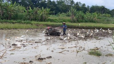 Pembajak Sawah yang Setia Memahami Kebutuhan Kuntul, Menjaga Kelestarian Satwa dari Habitatnya