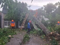 Cuaca Ekstrem Terjang Hampir Seluruh Wilayah DIY, Puluhan Pohon Tumbang dan Infrastruktur Terdampak