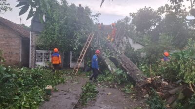 Cuaca Ekstrem Terjang Hampir Seluruh Wilayah DIY, Puluhan Pohon Tumbang dan Infrastruktur Terdampak