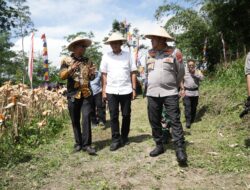 Wabup Sleman Panen 4 Ton Jagung di Glagaharjo Cangkringan